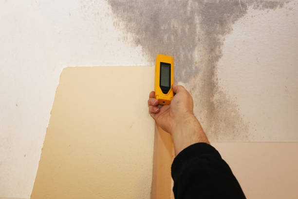 Reliable Thomasville, NC Mold Removal Solutions