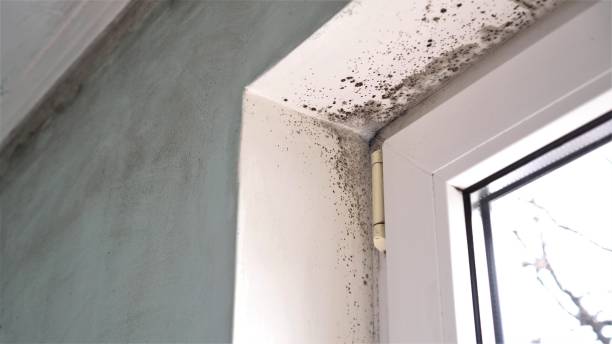 Environmental Consulting for Mold Prevention in Thomasville, NC